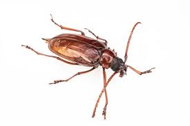 Attēlu rezultāti vaicājumam “Cucujidae”