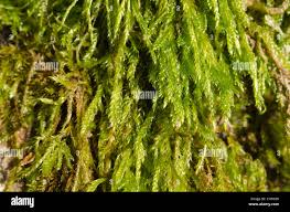 Attēlu rezultāti vaicājumam “Eurhynchium praelongum”