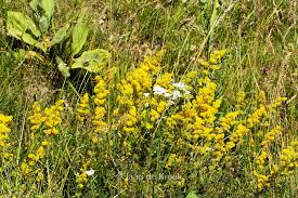 Attēlu rezultāti vaicājumam “Galium verum”