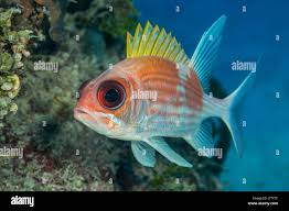 Image result for Holocentrus adscensionis