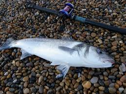 Image result for Weymouth Angling Society