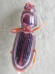 Attēlu rezultāti vaicājumam “Clivina fossor”