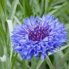 Attēlu rezultāti vaicājumam “Centaurea scabiosa flower”