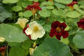 Image result for Tropaeolum majes