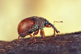 Attēlu rezultāti vaicājumam “Anthonomus phyllocola”