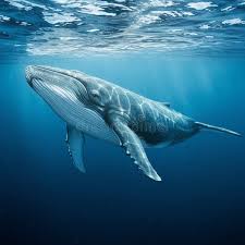 Image result for Megaptera novaeangliae