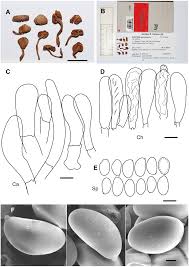 Attēlu rezultāti vaicājumam “Badhamiopsis praetermissa macro”