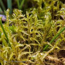 Attēlu rezultāti vaicājumam “Hamatocaulis vernicosus”