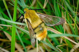 Attēlu rezultāti vaicājumam “Hemaris tityus”