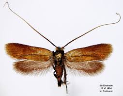 Attēlu rezultāti vaicājumam “Cauchas rufimitrella”