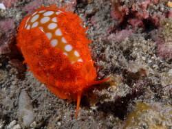 Attēlu rezultāti vaicājumam “Cribraria rubiginosa”