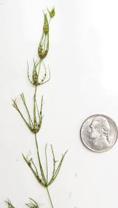 Attēlu rezultāti vaicājumam “Chara globularis”