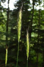 Attēlu rezultāti vaicājumam “Hordelymus europaeus leaf”