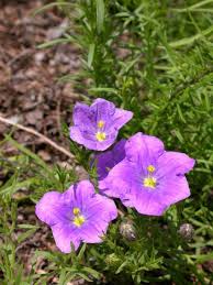 Image result for Nierembergia