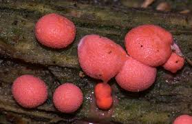 Attēlu rezultāti vaicājumam “Arcyria, Heterotrichia sp.”