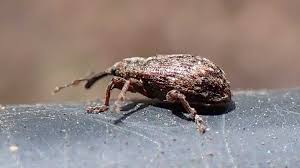 Attēlu rezultāti vaicājumam “Anthonomus pomorum”