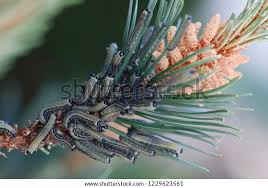 Attēlu rezultāti vaicājumam “Diprion pini”