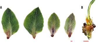 Attēlu rezultāti vaicājumam “Rhabdophaga rosaria”