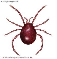 Attēlu rezultāti vaicājumam “Acari”