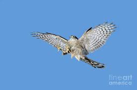 Attēlu rezultāti vaicājumam “Accipiter nisus”