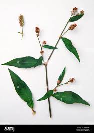 Attēlu rezultāti vaicājumam “Persicaria maculosa leaf”