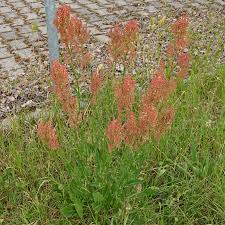 Attēlu rezultāti vaicājumam “Rumex thyrsiflorus”
