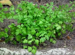 Image result for Anthriscus cerefolium