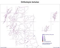 Attēlu rezultāti vaicājumam “Ortholepis betulae”