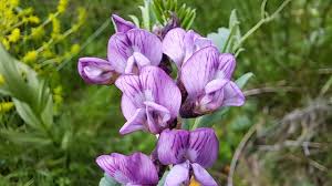 Attēlu rezultāti vaicājumam “Vicia sepium fruit”