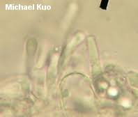 Attēlu rezultāti vaicājumam “Helvella elastica”