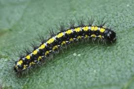 Attēlu rezultāti vaicājumam “Callimorpha dominula”