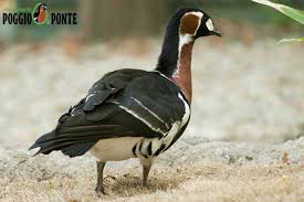 Image result for Branta ruficollis