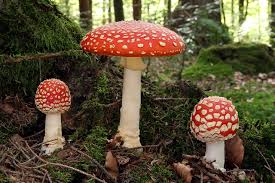 Attēlu rezultāti vaicājumam “Amanita muscaria”