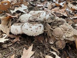 Attēlu rezultāti vaicājumam “Macrolepiota rhacodes var. bohemica”
