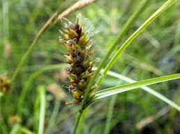 Attēlu rezultāti vaicājumam “Carex loliacea fruit”