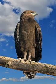 Attēlu rezultāti vaicājumam “Aquila pomarina adult”