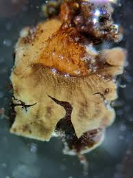 Attēlu rezultāti vaicājumam “Diderma subviridifuscum var. macrospora*”