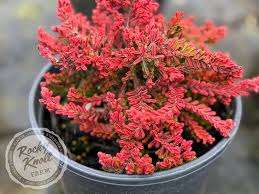 Attēlu rezultāti vaicājumam “Calluna vulgaris”