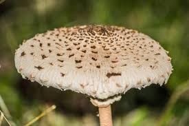 Attēlu rezultāti vaicājumam “Macrolepiota”