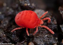 Attēlu rezultāti vaicājumam “Acari”