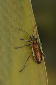 Attēlu rezultāti vaicājumam “Donacia clavipes”