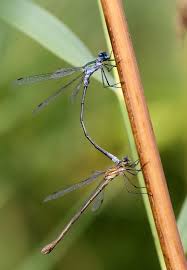 Attēlu rezultāti vaicājumam “Lestes sponsa”