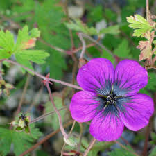 Image result for Geranium `Sandrine`