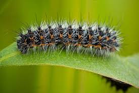 Attēlu rezultāti vaicājumam “Saturnia pavonia larva”