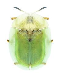 Attēlu rezultāti vaicājumam “Cassida”