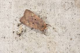 Attēlu rezultāti vaicājumam “Diarsia florida”