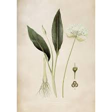 Image result for Allium ursinum