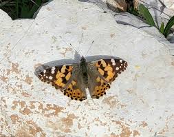 Attēlu rezultāti vaicājumam “Vanessa cardui upperside”