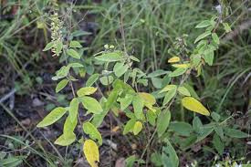 Attēlu rezultāti vaicājumam “Liceaceae”