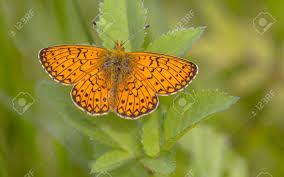 Attēlu rezultāti vaicājumam “Boloria eunomia”